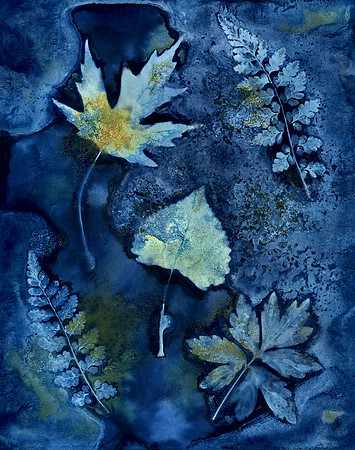 Washed Wet Cyanotype