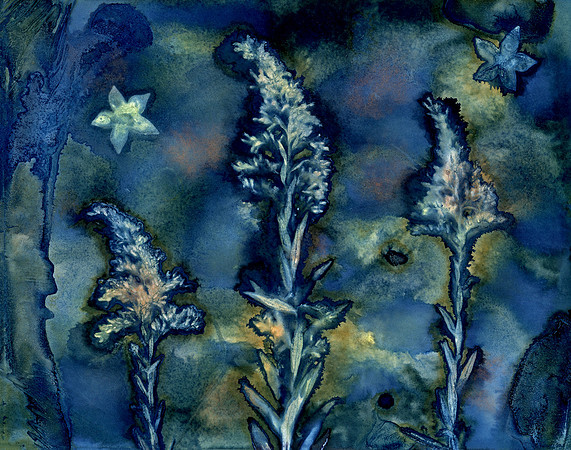 Washed Wet Cyanotype