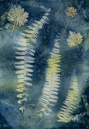 Washed Wet Cyanotype