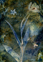 Washed Wet Cyanotype