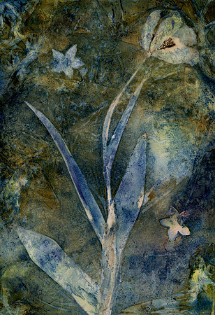 Washed Wet Cyanotype