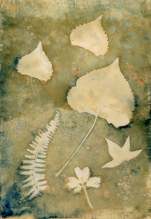 Washed & Bleached Wet Cyanotype