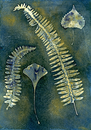Washed Wet Cyanotype