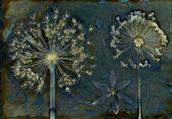 Pre-Washed Wet Cyanotype