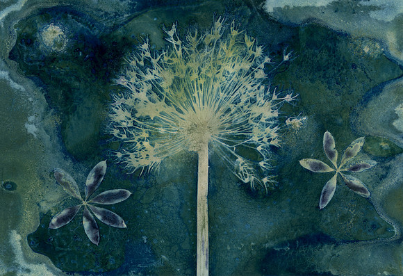 Washed Wet Cyanotype