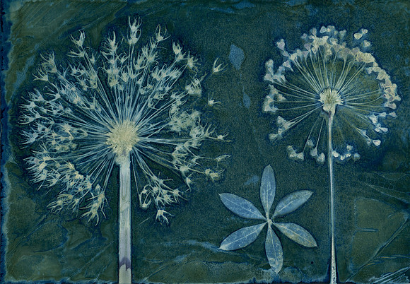Washed Wet Cyanotype