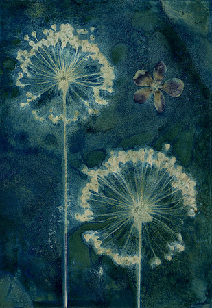Washed Wet Cyanotype