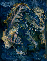 Unwashed Experimental Wet Cyanotype