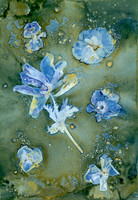 Washed Wet Cyanotype