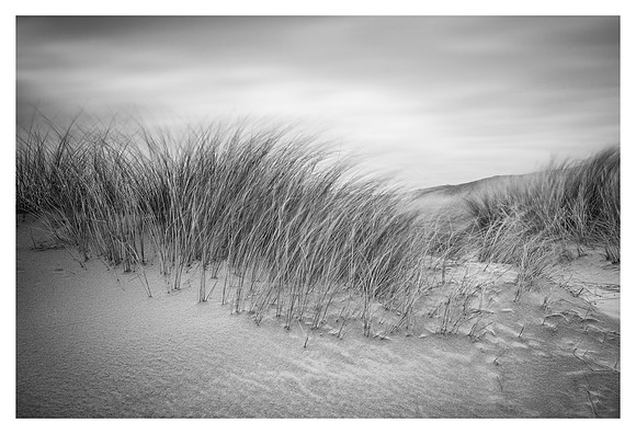 Marram Grasses - Luskentyre
