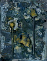Unwashed Experimental Wet Cyanotype