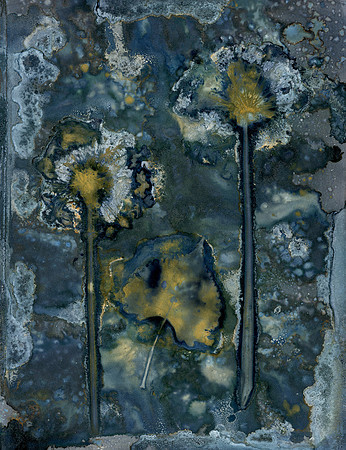 Unwashed Experimental Wet Cyanotype
