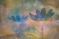 Floral & Botanical Blends