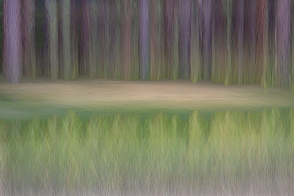 Jemez Forest
