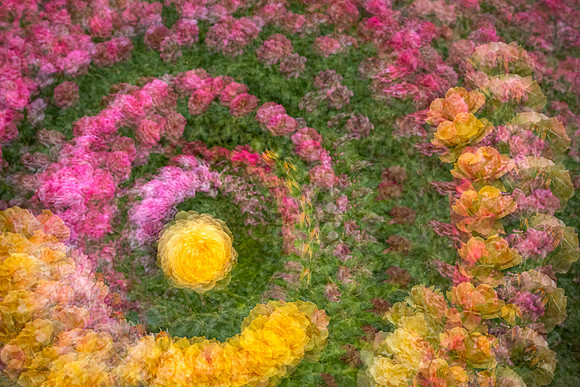 Botanical Garden